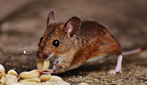 24 Hour & Emergency Exterminators in Athens, TX